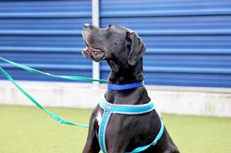 Side profile of a black Great Dane