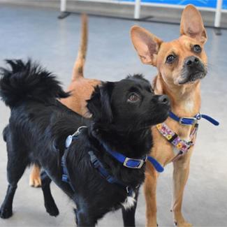 Two dogs looking at camera black and brown thumb.