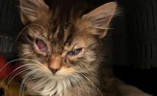 A small kitten with a striking blue eye is perched in a cage, gazing out with interest