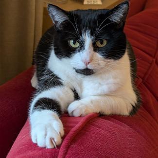 Black and white cat staring at the camera. 