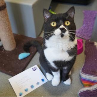 Black and white cat staring at thumb