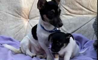 Potato and Parsnip sitting on a blanket
