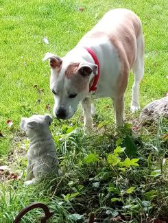 Pet Memorials