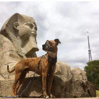 Pet Memorials