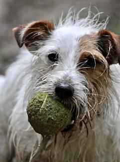Pet Memorials
