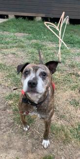 Pet Memorials