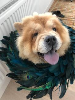 Pet Memorials