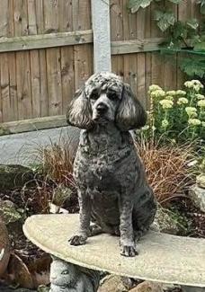 Pet Memorials