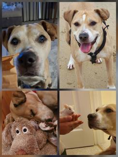 Pet Memorials