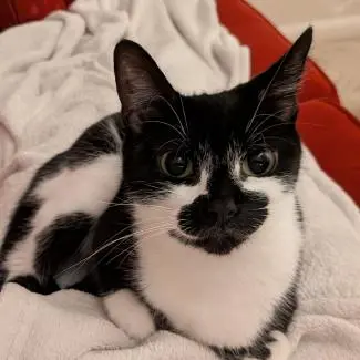 Meet the cats