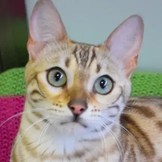 Meet the cats