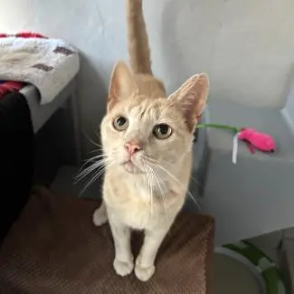 Meet the cats