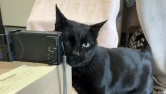 Meet the cats