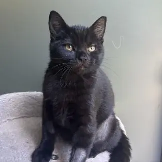 Meet the cats