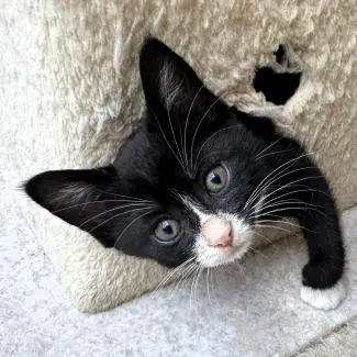 Meet the cats