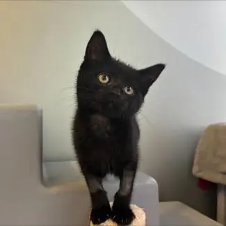Meet the cats