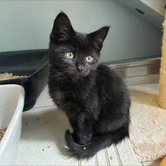 Meet the cats