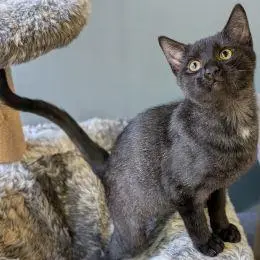 Meet the cats