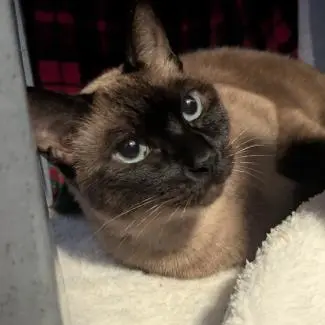 Meet the cats
