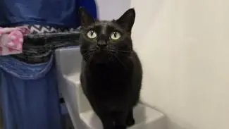 Meet the cats