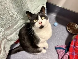 Meet the cats
