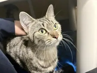 Meet the cats