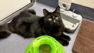 Meet the cats