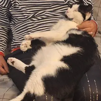 Meet the cats