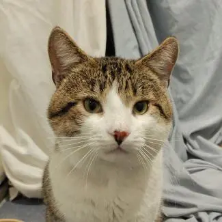Meet the cats