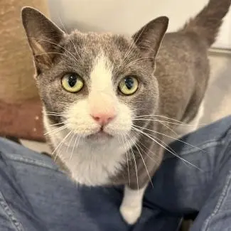 Meet the cats