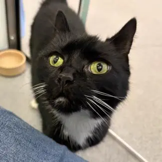 Meet the cats