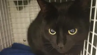 Meet the cats