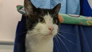 Meet the cats