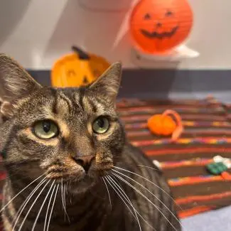 Meet the cats