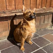 A dog sitting outside in the sun