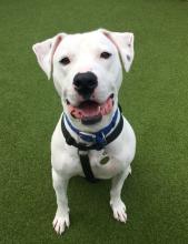A white dog with black spots on their ears looks happy on the grass