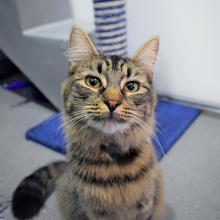 A long haired tabby cat looking directly at the camera