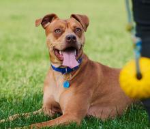 Nala the dog sits smiling in the grass