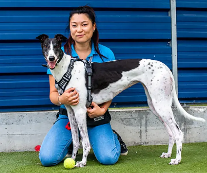 Volunteering at Battersea