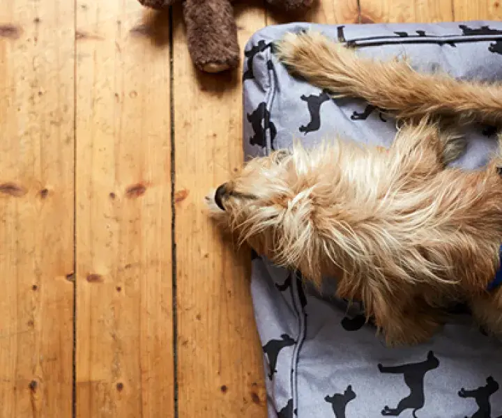 Search dog advice