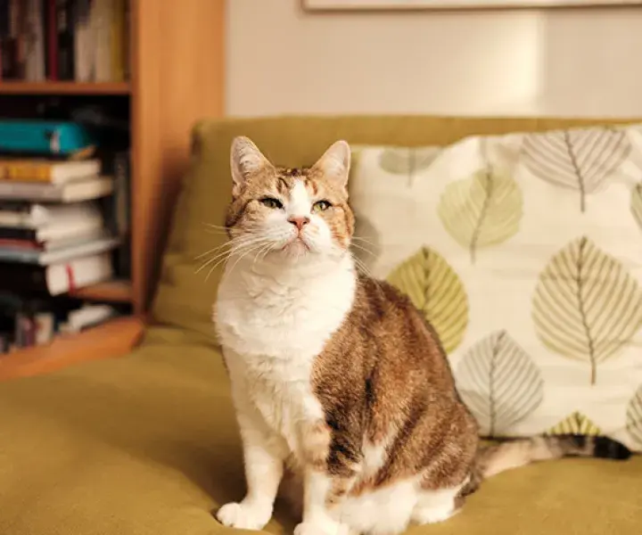 Donate in memory of a pet