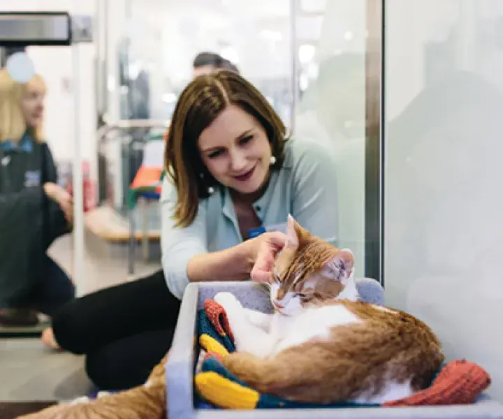 Sponsor a cat cabin