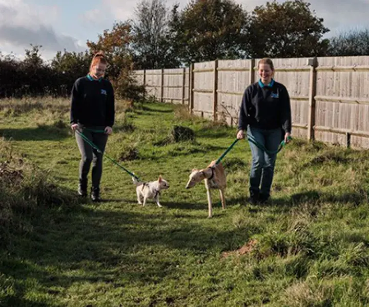How to introduce your dog to other dogs on walks