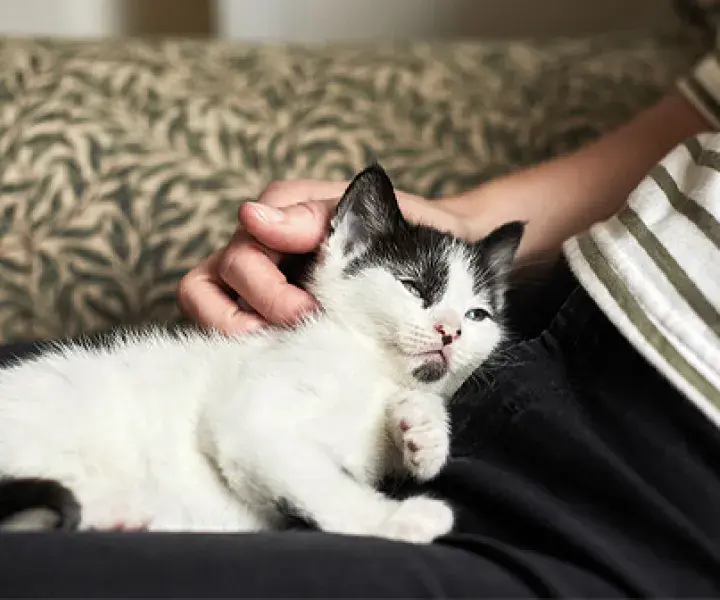 Fostering cats