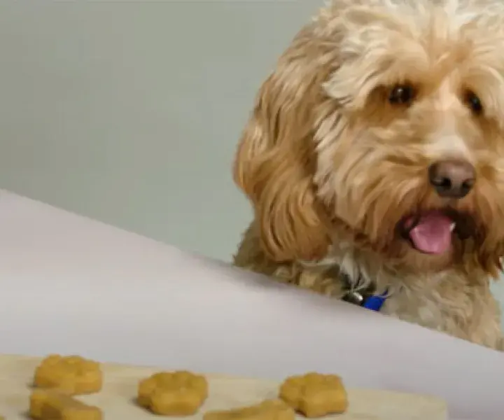 Frozen dog treats
