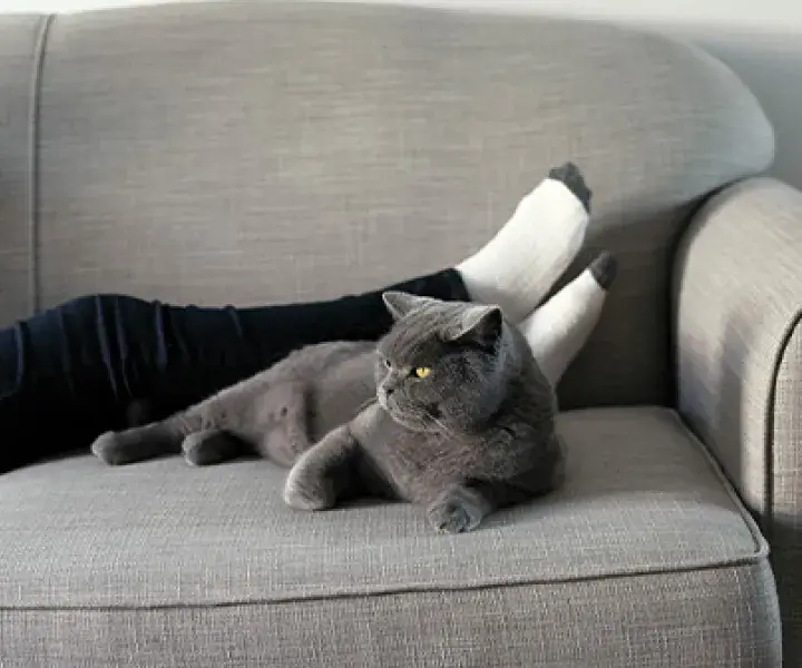Making more rental properties pet friendly