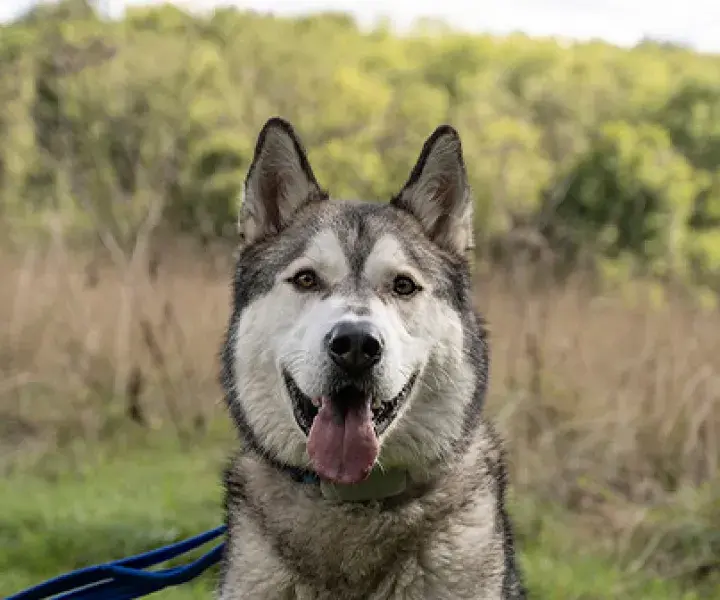 Improving public safety around dogs