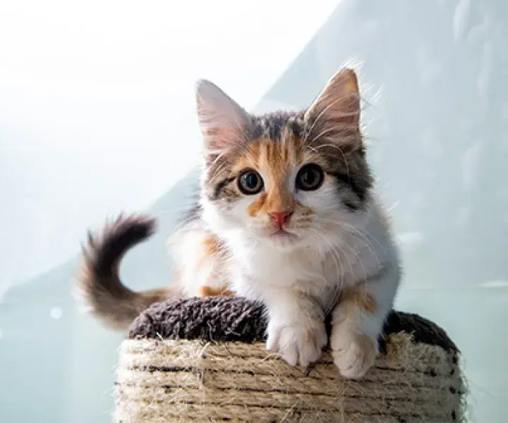 Cats in our care