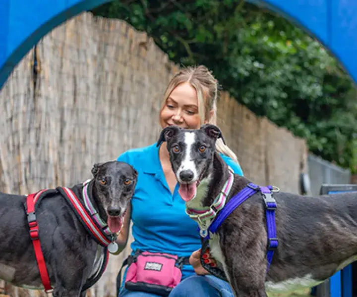 Dogs in our care