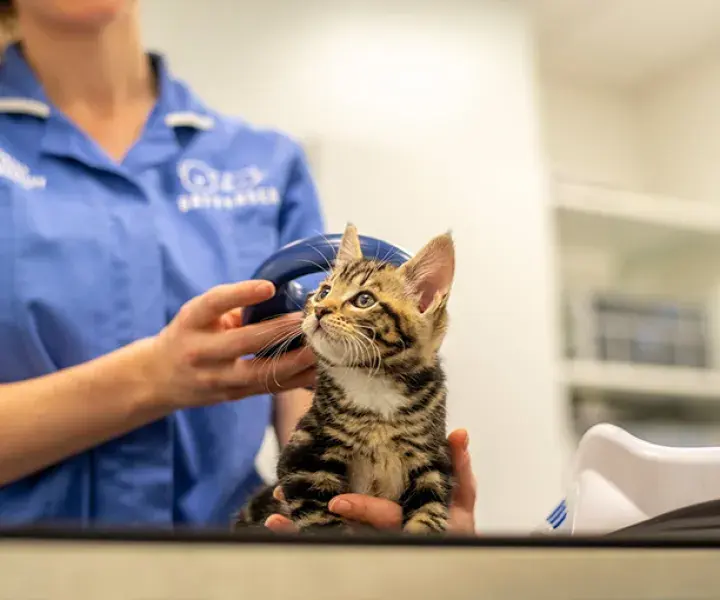 Caring for our animals